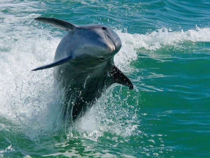 Madeira Beach, FL: Egmont Key Snorkeling and Dolphin Cruise - Exploring Egmont Keys Historic Ruins