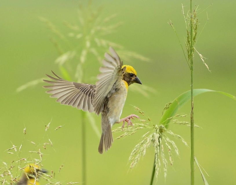 Madhya Pradesh: Satpura National Park Guided Jeep Safari - Travel Information