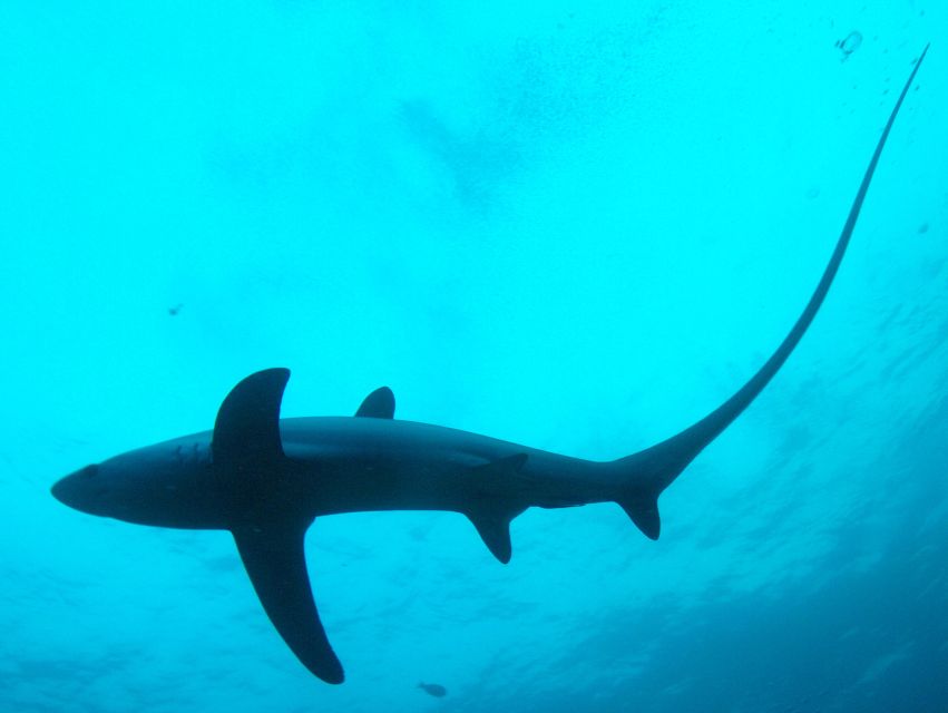 Malapascua: Advance Divers Shark Dive & Optional Transfer - Dive Requirements and Safety