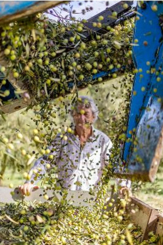 Mallorca: Bodega & Olives Minibus Tour With Tastings GERMAN - Tour Highlights