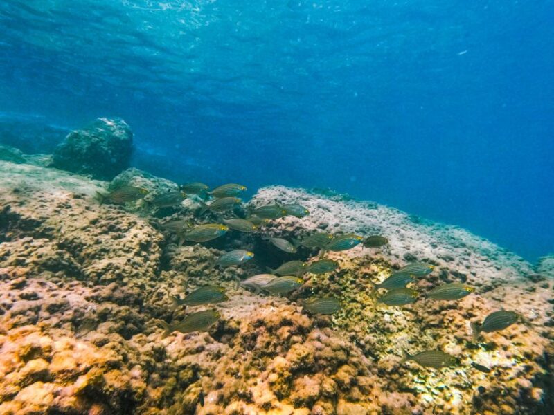 Mallorca: Private Beginner Scuba Dive With Photos and Video - Equipment and Media