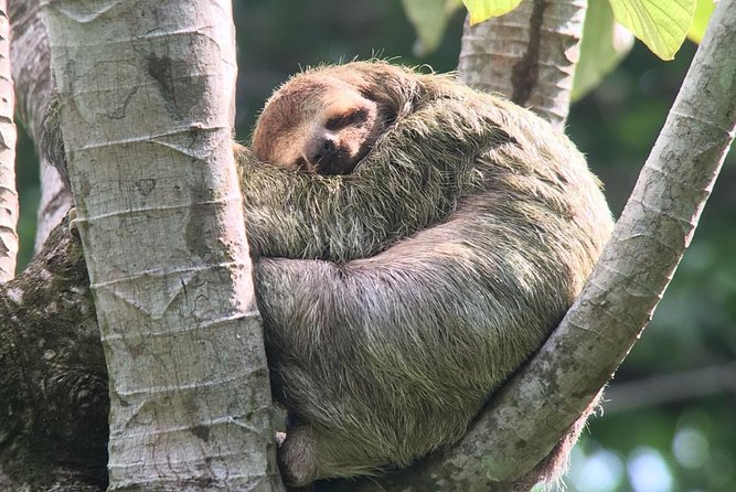Manuel Antonio National Park Afternoon Wildlife Experience - Spotting Scope Usage