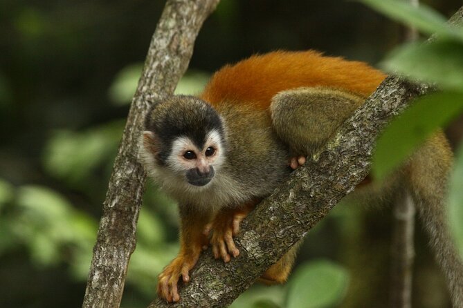 Manuel Antonio National Park Tour - Location and Duration