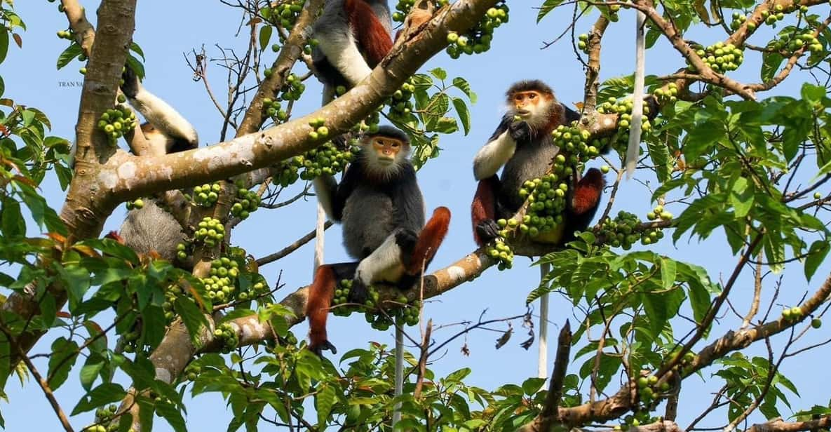 Marvelous Monkey Mountain - Son Tra Peninsula Private Tour - Experience Details