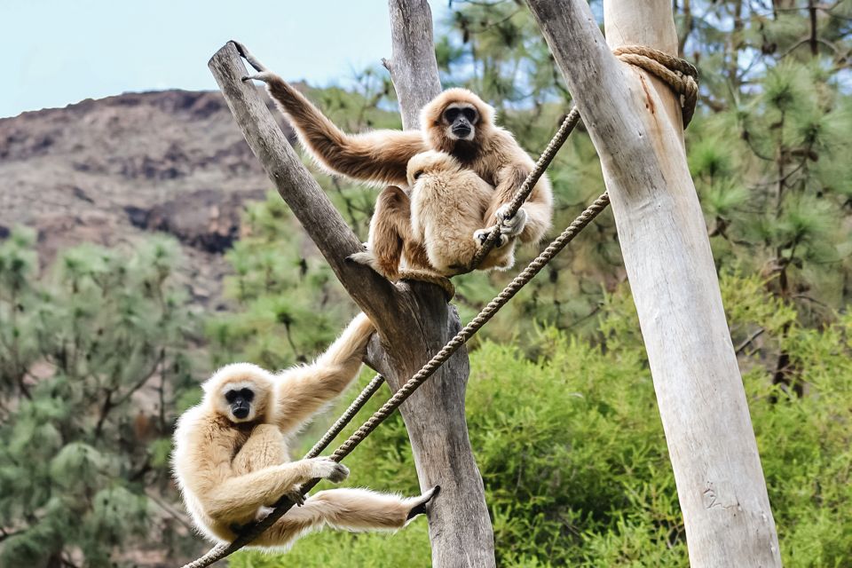 Maspalomas: Palmitos Park Ticket With Dolphin and Bird Shows - Dolphin and Bird Shows