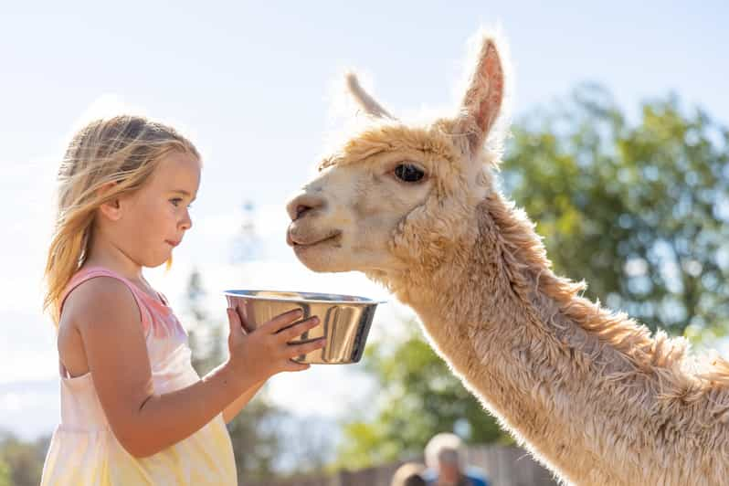 Maui: Alpaca Farm Visit With Hands-On Activities - Fiber Processing Demonstration