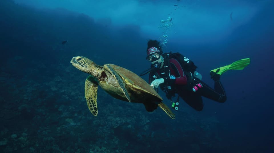 Maui: Small Group 2 Tank Shark & Turtle SCUBA Dive by Boat - Highlights and Experience