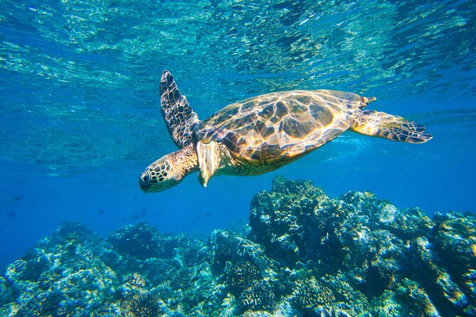 Maui South Shore Premier Kayak and Snorkel Tour From Makena Beach - Safety and Equipment