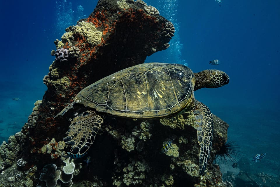 Maui: Turtle Town Sunset Glow Snorkel With Optional Photo - Experience Highlights