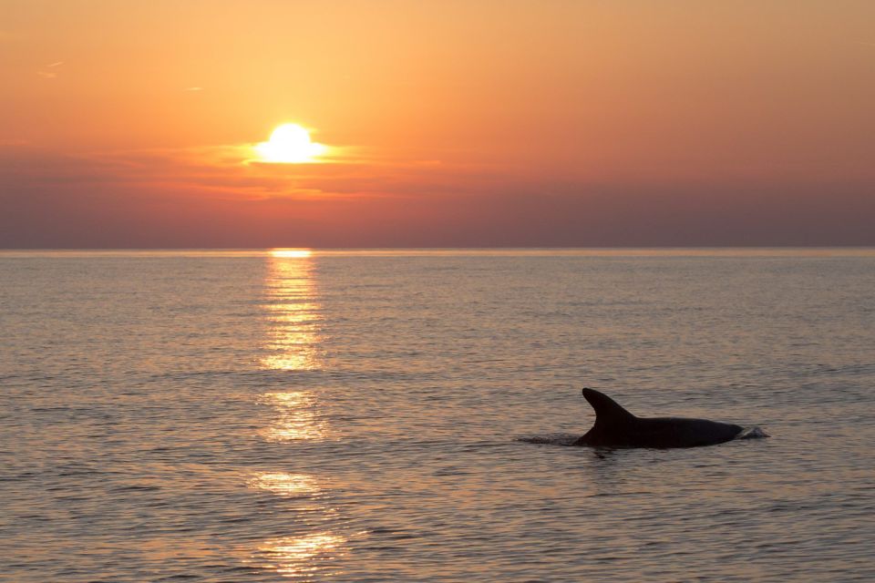 Medulin: 3-Hour Sunset Dolphin Spotting Tour With Dinner - Onboard Experience