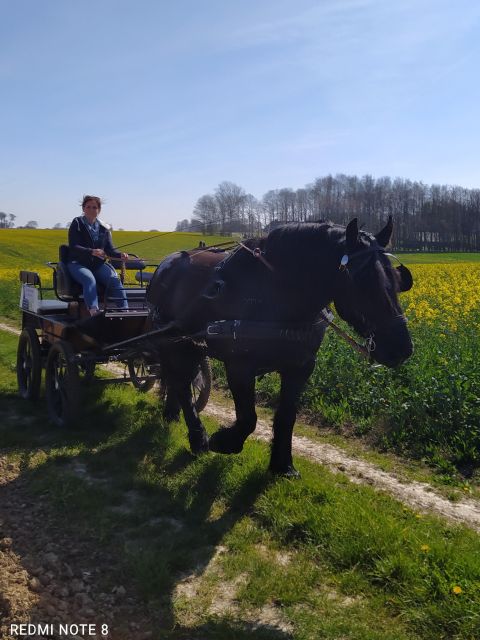 MENTHEVILLE : Horse Cariage Ride in Coutryside - Safety and Accessibility