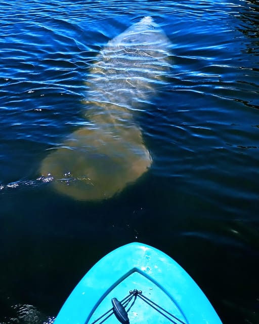 Merritt Island: Guided Kayak Eco-Tour Experience - Participant Details