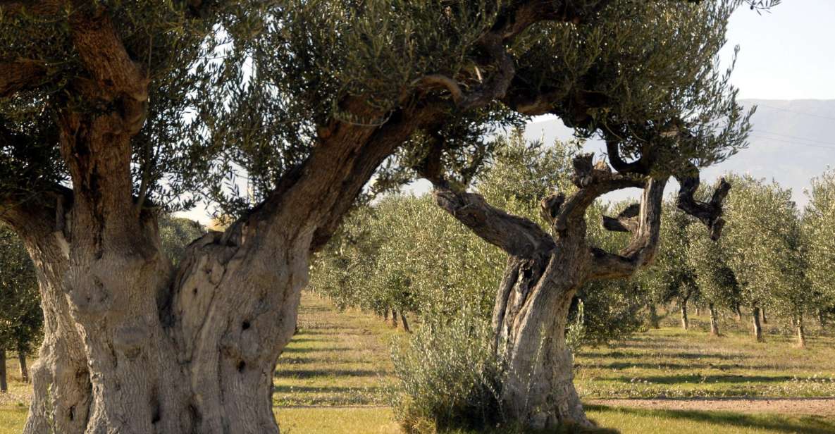 Midday Olive Oil Tour and Visit to Old Town of Belchite - Detailed Itinerary