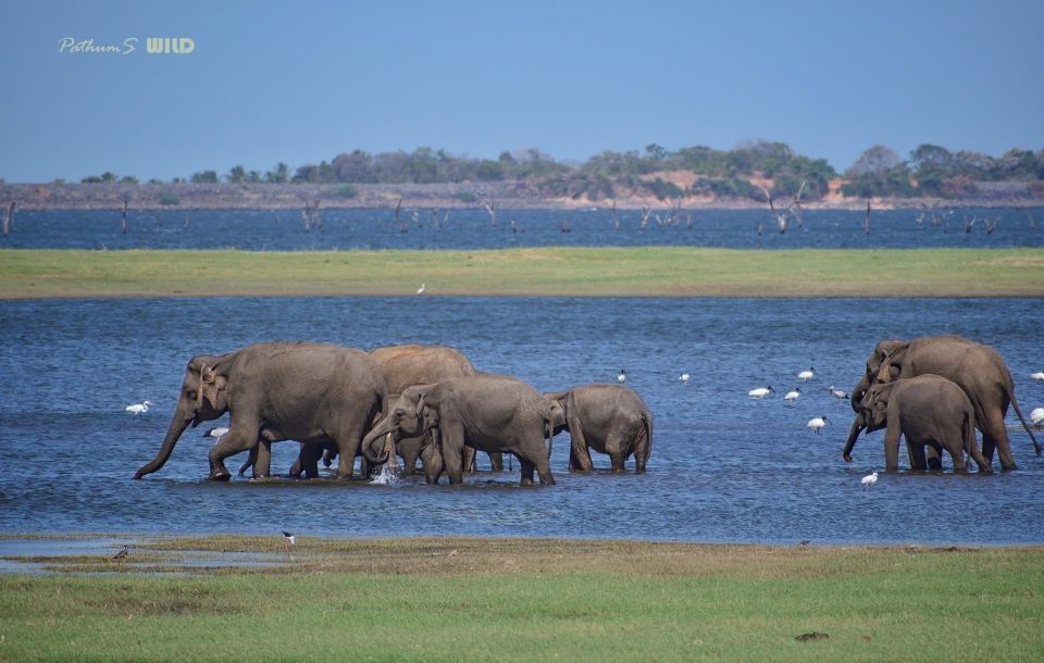 Minneriya Elephant Gathering Safari - Booking and Cancellation Policy