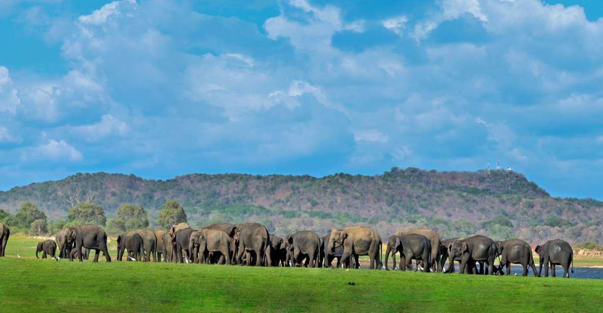 Minneriya: Minneriya National Park Private Safari - Itinerary and Logistics