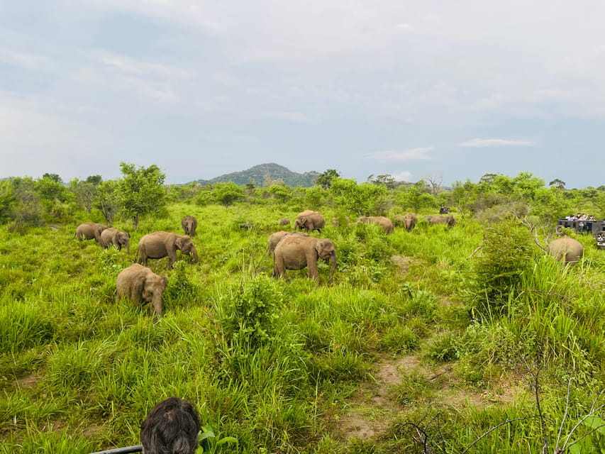 Minneriya National Park Safari in Golden Hours 4x4 Jeep - Safari Experience and Itinerary