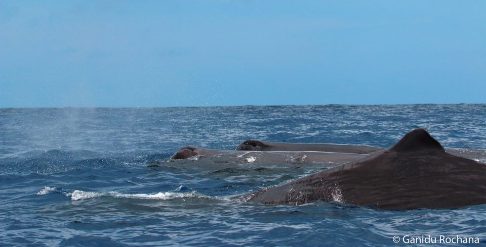 Mirissa: Morning Whale Watching Tour - Inclusions