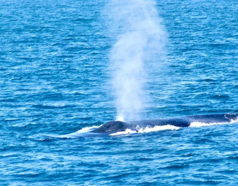 Mirissa Whale Watching Tour With Free Breakfast Onboard - Inclusions and Amenities