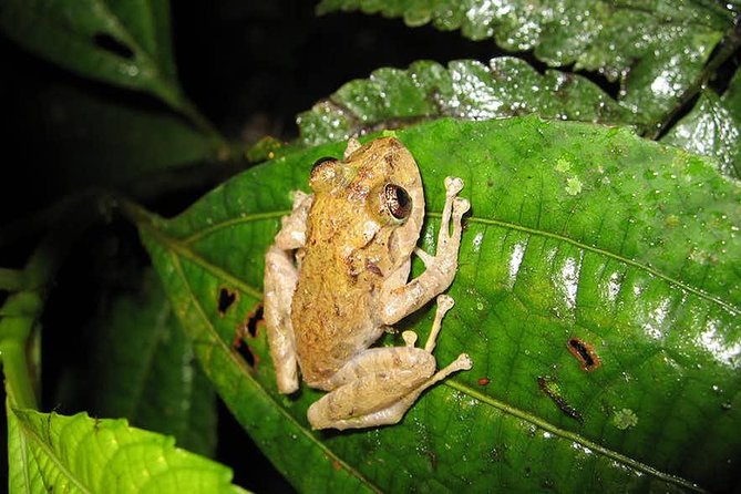 Monteverde Cloud Forest Guided Night Walk - Nocturnal Animal Activity