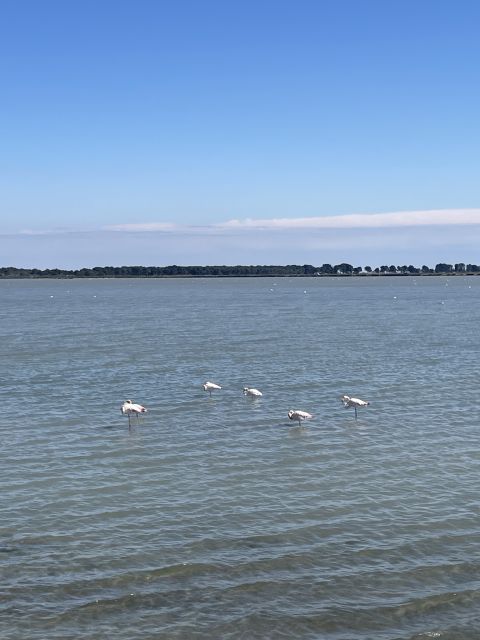 Montpellier: Guided Half-Day Trip to a Camargue Manade - Booking Information