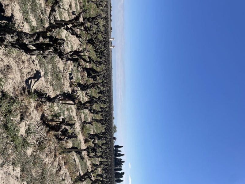 Montpellier: Half Day Wine Tour in Camargue - Itinerary Highlights
