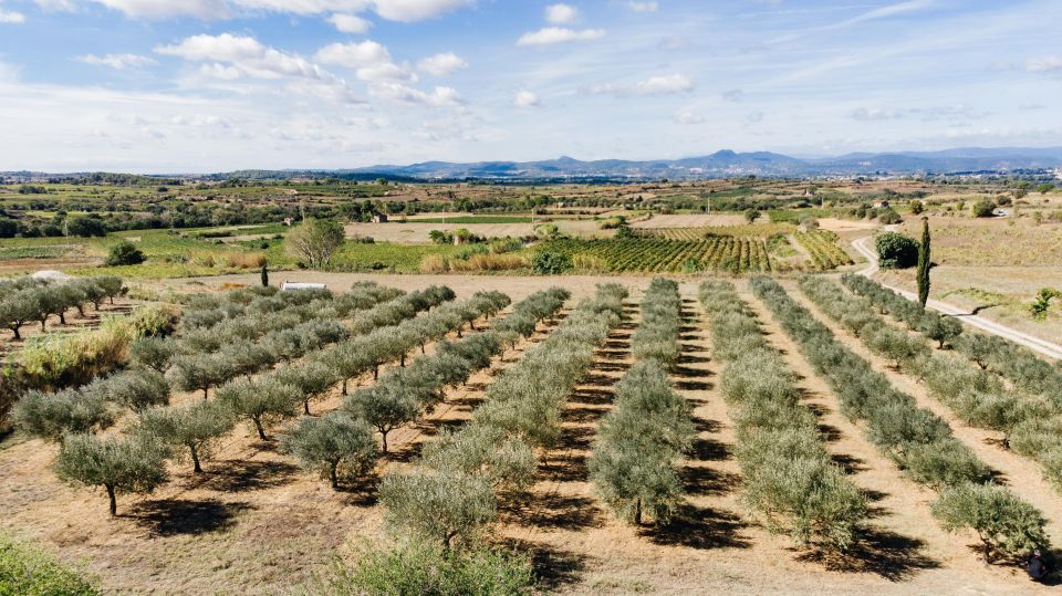 Montpellier: Visit Lavender Fields and an Olive Oil Mill - Lavender Fields and Olive Grove