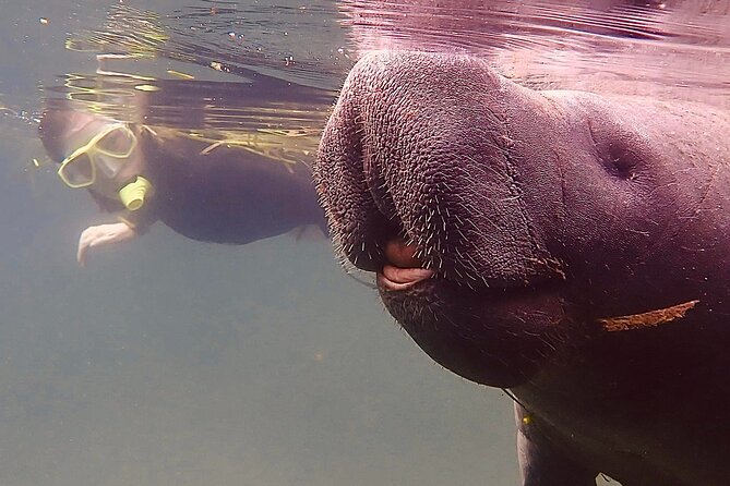 Morning Swim and Snorkel With Manatees-Guided Crystal River Tour - Accessibility Features