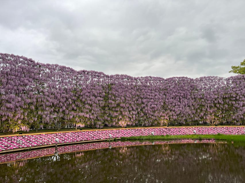 Most Beautiful Great Wisteria in the World - Seasonal Attractions