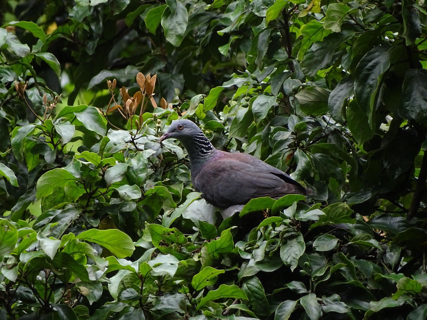 Munnar Birding and Bird Photography Trip - Itinerary and Duration