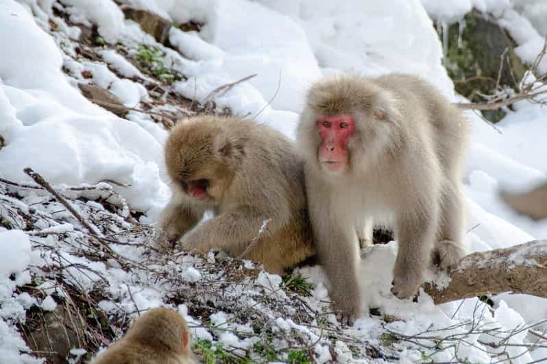 Nagano: Snow Monkeys, Zenkoji Temple & Sake Day Private Tour - Snow Monkeys Experience