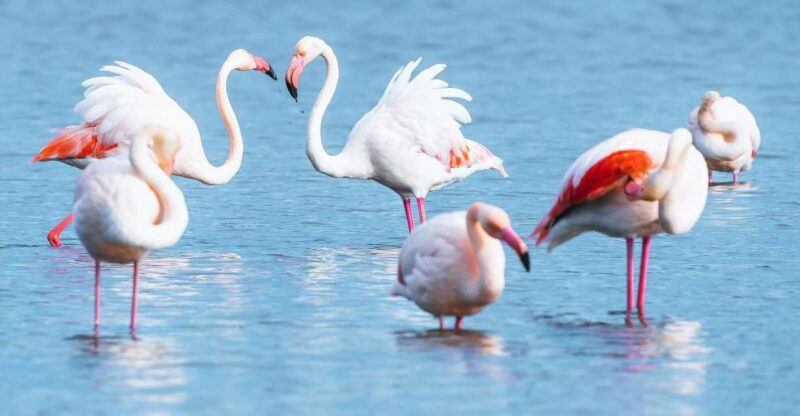 Natural Park of Albufera Des Grau: Hiking & Bird Watching - Highlights and Activities