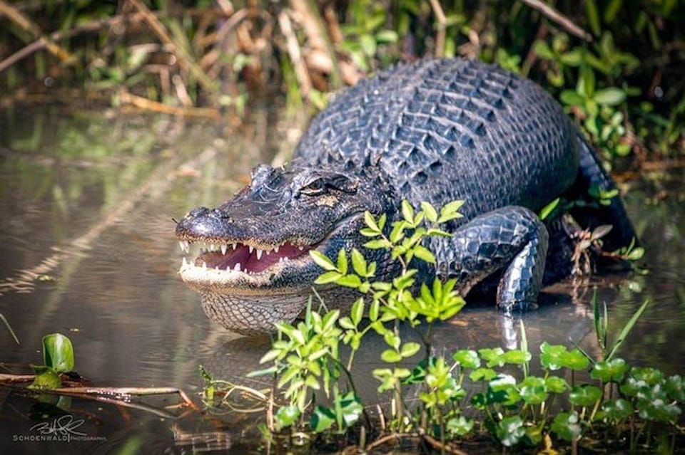 New Orleans: Honey Island Swamp and Bayou Boat Tour - Cultural Insights