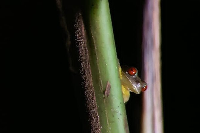 Night Walking Tour in Monteverde Wildlife Refuge - Taking in Monteverdes Ecological Richness