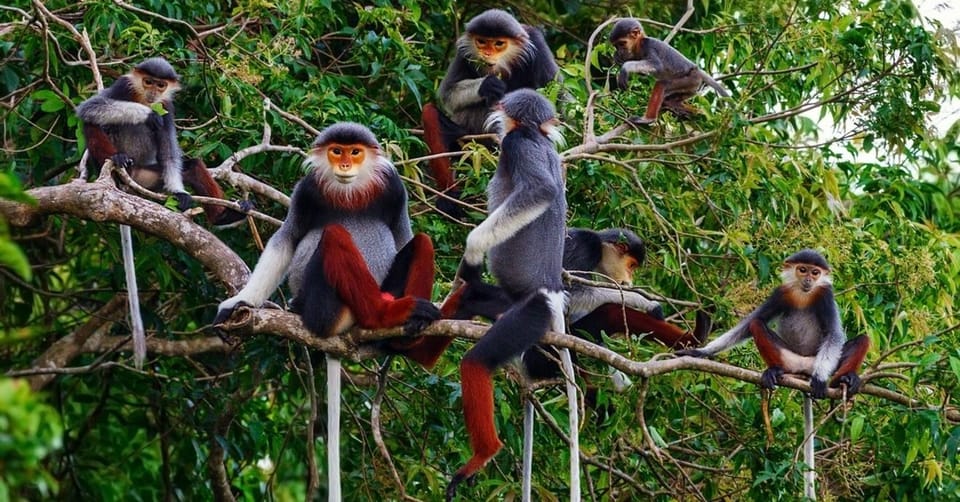 Ninh Binh: Explore Cuc Phuong National Park Full Day - Endangered Primate Rescue Center