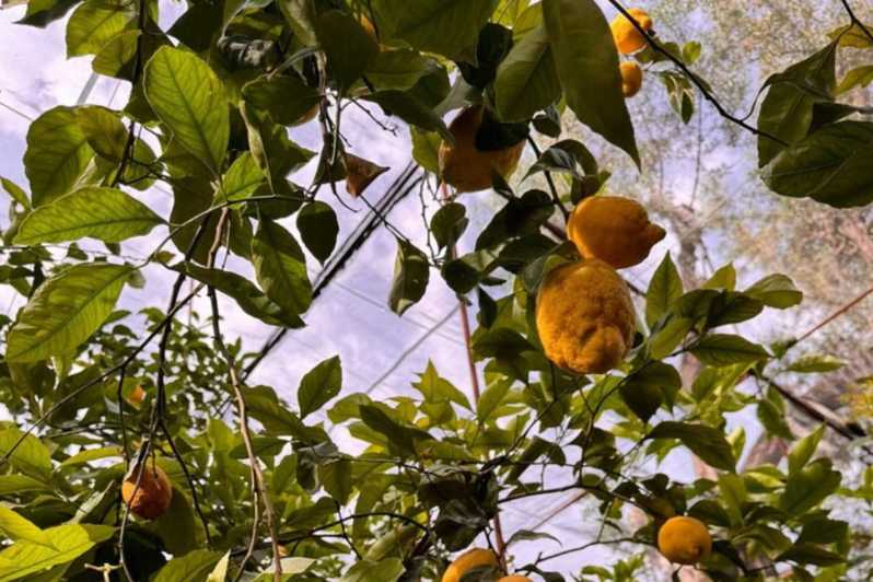 Nonna Concettina Lemon Tour - Tour Itinerary
