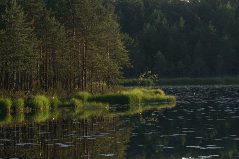 Nuuksio National Park: Half-Day Trip From Helsinki - What to Expect on the Tour