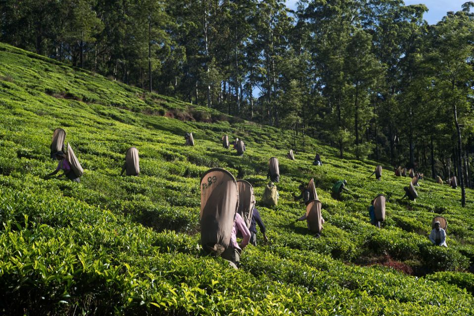 Nuwara Eliya: All-Inclusive Private Sightseeing Day Tour - Inclusions and Exclusions