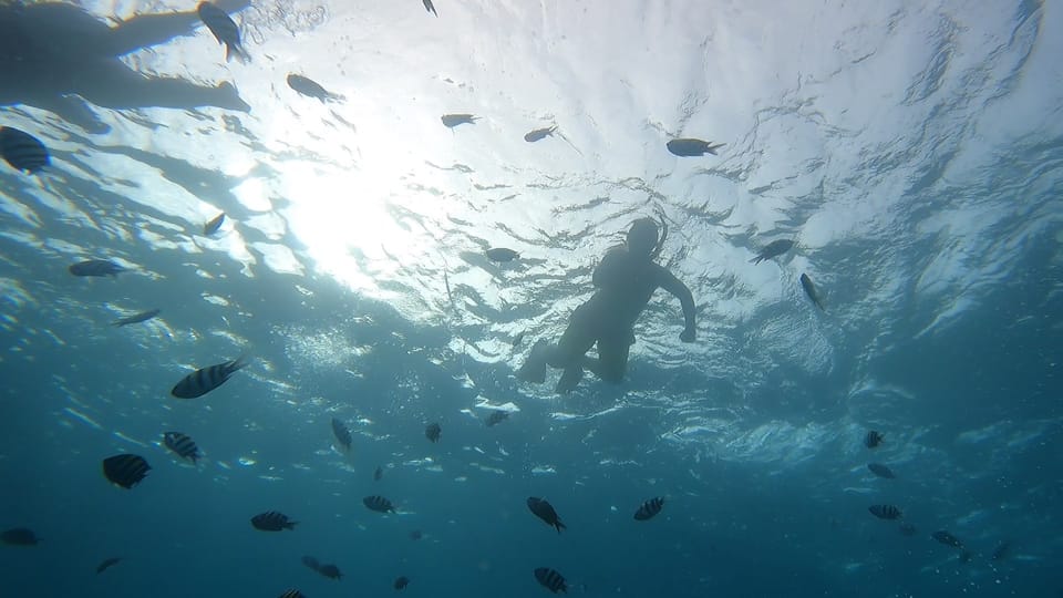 Oahu: Marine Ecology Snorkel Tour - Itinerary and Highlights