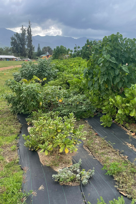 Oahu: Shoreline Restoration Tour W/ Native Plants & Animals - Farm Animals Program