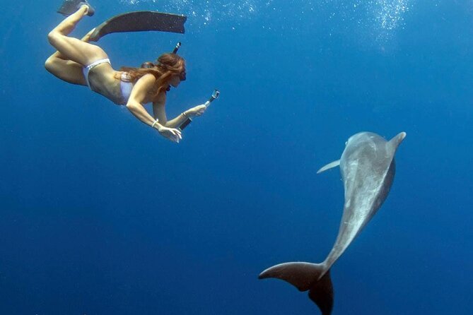 Oahu: Swim With Dolphins, Turtle Snorkel, Waterslide Activities - Wildlife Encounters and Activities