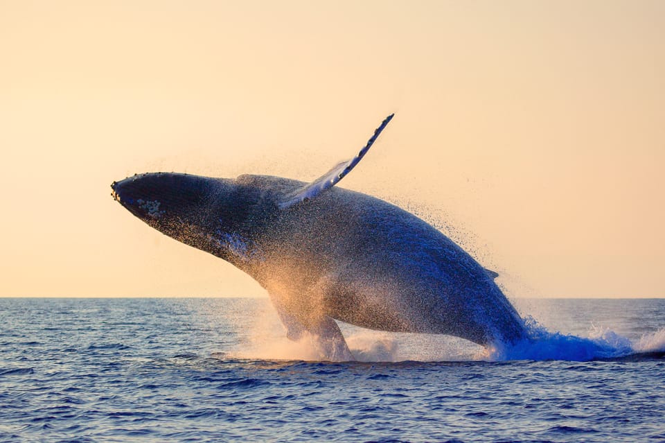 Oahu: Whale Watching Excursion From Ala Wai Harbor - Vessel and Amenities