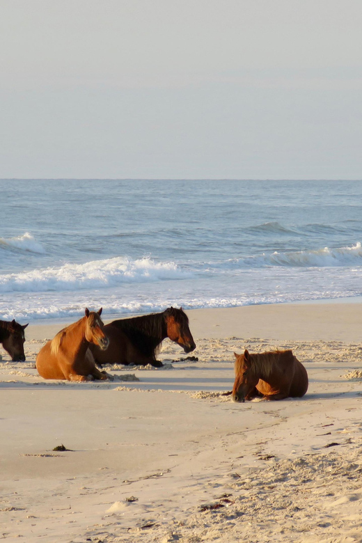 Ocean City: Private Party Assateague Island Cruise - What to Expect on Board