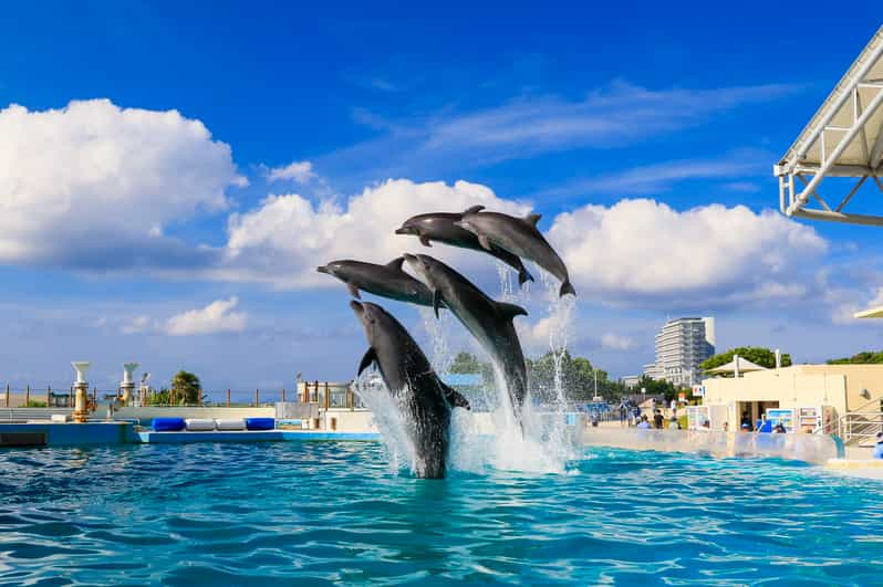 Okinawa: Bus Tour to Churaumi Aquarium With Sightseeing - Inclusions and Exclusions