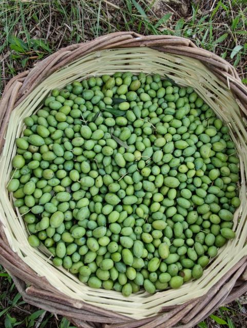 Olive Harvesting & Olive Oil Tasting - Olive Harvesting Process