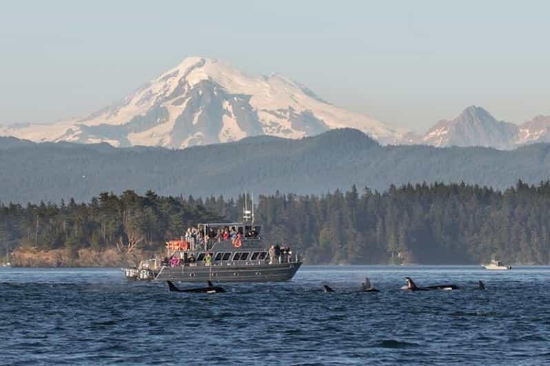 Orcas Island: Whale and Orca Guided Speedboat Tour - Vessel and Amenities