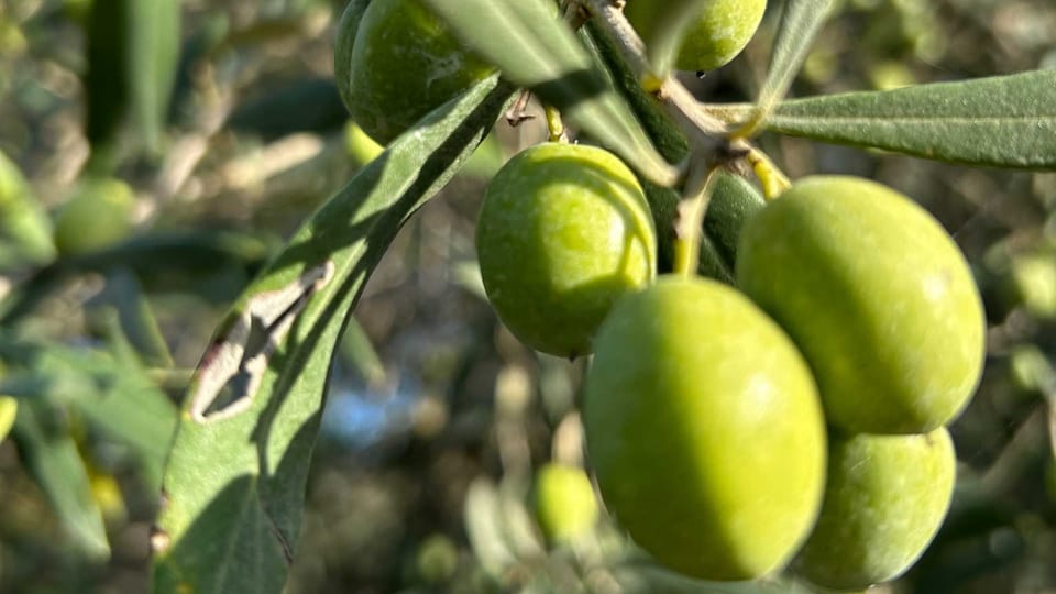 Oristano: Visit to a Farm in the Countriside W/ Oil Tasting - Tasting Experience