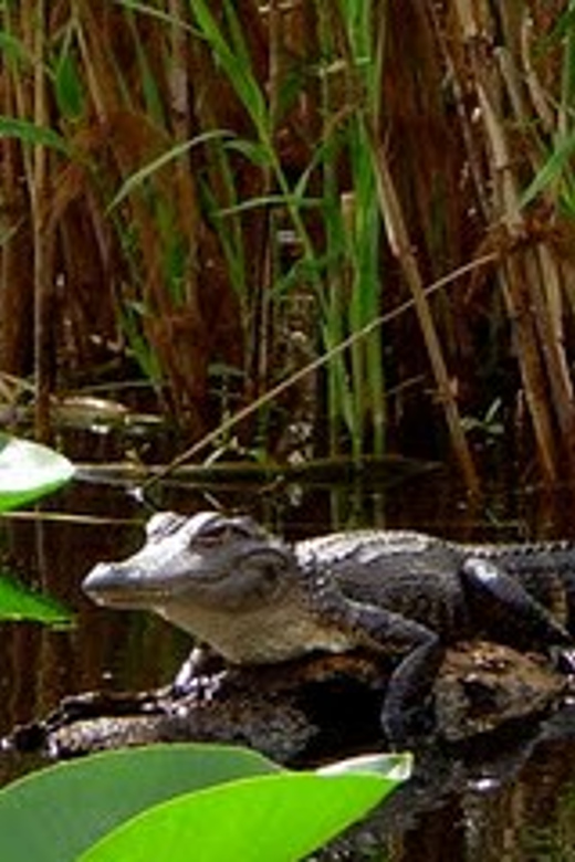 Orlando Alligator Experience: Day-Trip From Orlando - Tour Inclusions