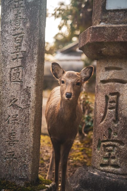 Osaka-Hiroshima Snapshot 6 Day Tour - One Life Adventures - Accommodation Details