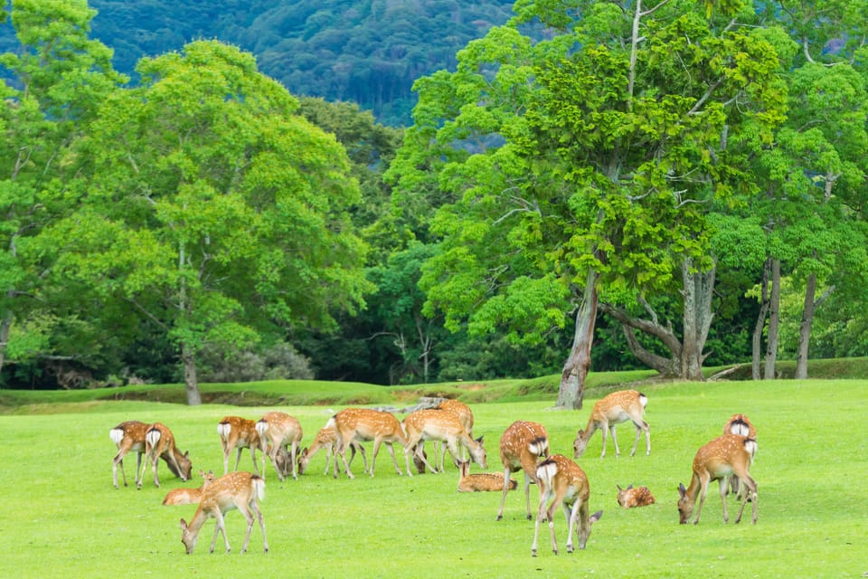 Osaka: Kyoto World Heritage & Nara Cute Deer 1-Day Bus Tour - Fushimi Inari Taisha