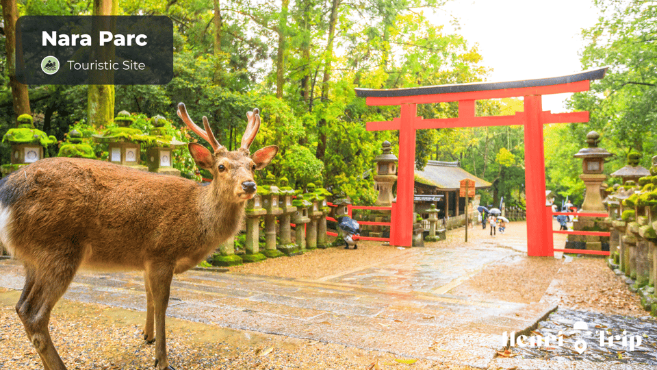 Osaka & Nara : The Only Guide - Itinerary Recommendations